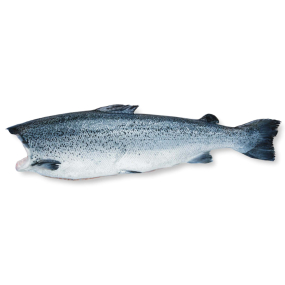 Atlantic Salmon