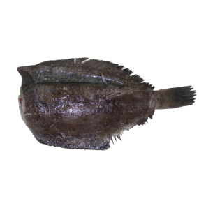 Pacific Dover Sole 