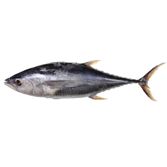 Albacore Tuna