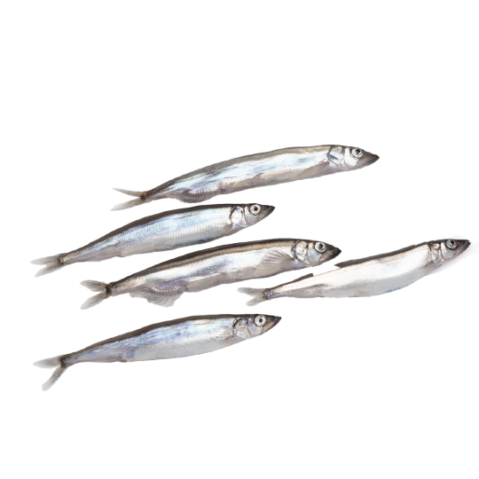 Capelin