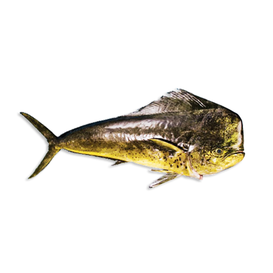 Mahi Mahi